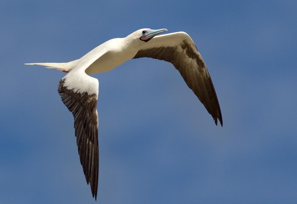 Red Foot White Wing Logo - Red-footed Booby (Sula sula) White morph of Red-footed Booby in ...