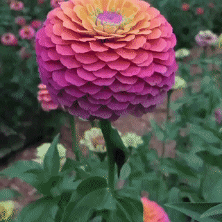 Multi Colored Flower Logo - These multicolored flowers : Damnthatsinteresting