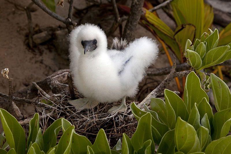 Red Foot White Wing Logo - Fluffy red-footed booby (Suia suia) chick covered in a dense white ...