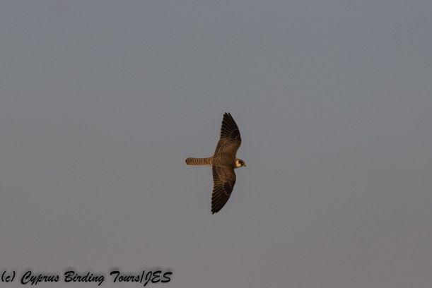 Red Foot White Wing Logo - Red Footed Falcon. Cyprus Birding Tours
