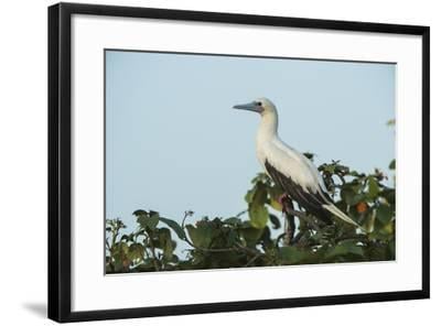 Red Foot White Wing Logo - Red Footed Booby White Morph In Ziricote Trees, Half Moon Caye