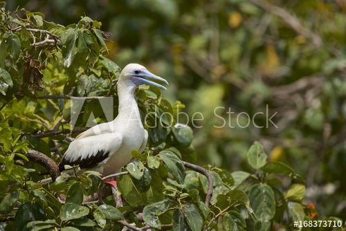Red Foot White Wing Logo - Red Footed Booby (Sula Sula) White Phase. Halfmoon Caye Audubon