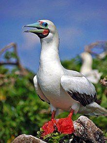 Red Foot White Wing Logo - Red-footed booby