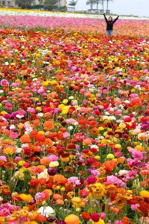 Multi Colored Flower Logo - beautiful multi colored flowers - Picture of The Flower Fields at ...