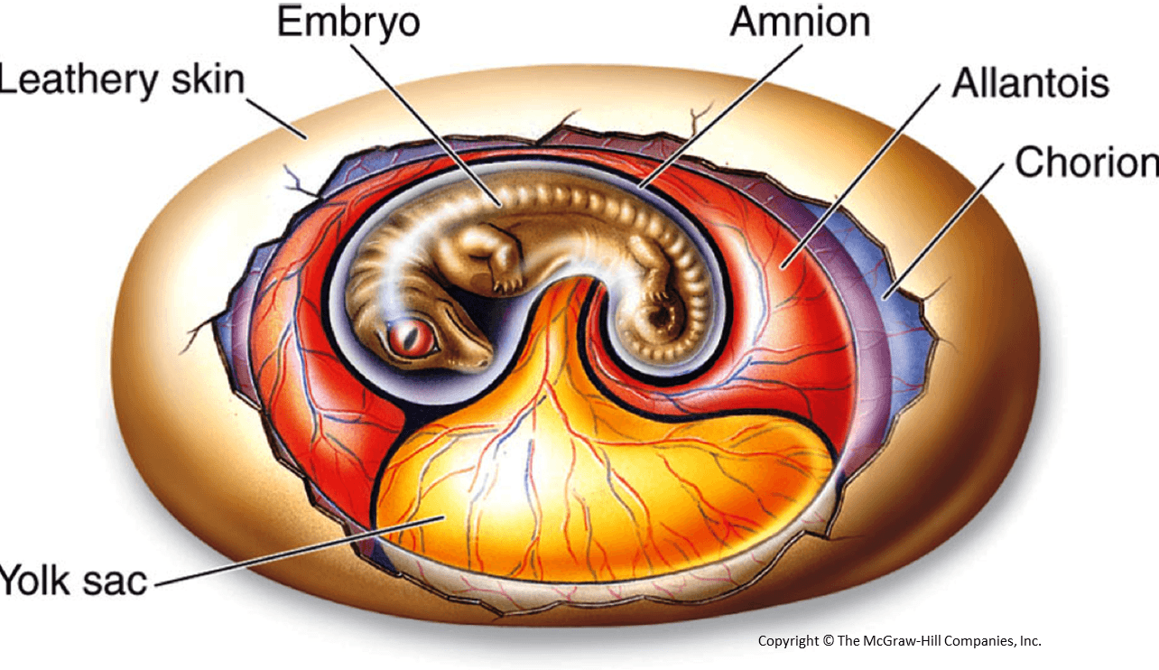 Reptile Egg Logo - anatomy of a reptile egg. In Pursuit of Dragons