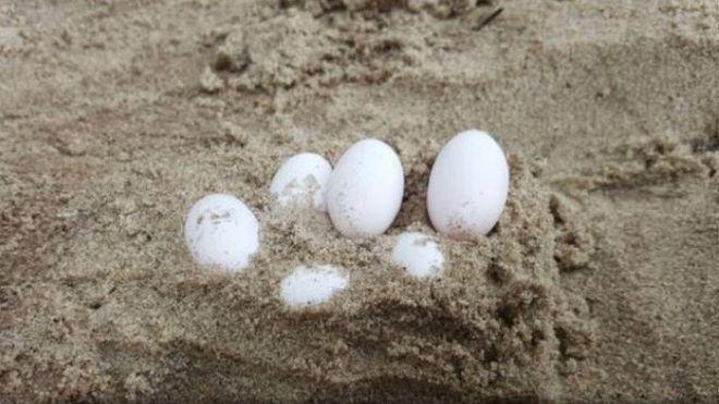 Reptile Egg Logo - Dozens of reptile eggs found in Australian school sandpit - BBC News