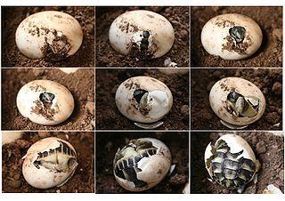 Reptile Egg Logo - The Best Reptile Egg Incubator - the Zoo Med Reptibator