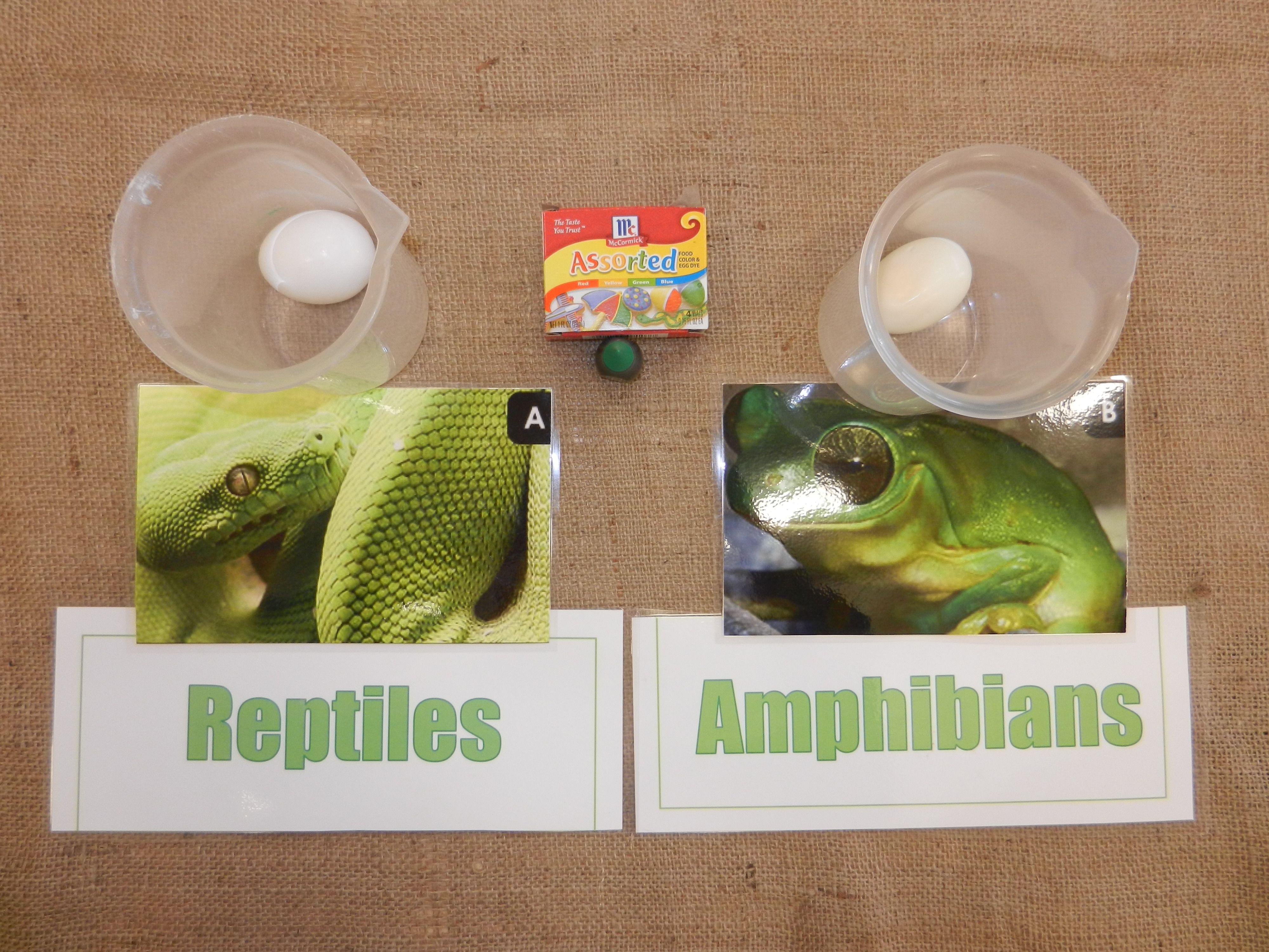 Reptile Egg Logo - Hop Into Acton with the Reptile vs. Amphibian Skin Test