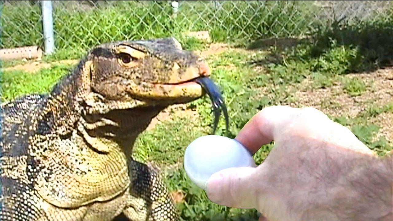 Reptile Egg Logo - Monitor Lizard Gulps Food Whole - YouTube