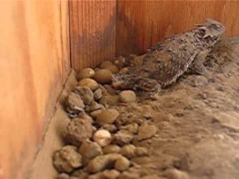 Reptile Egg Logo - Horned Toad Reptile Egg Laying - YouTube