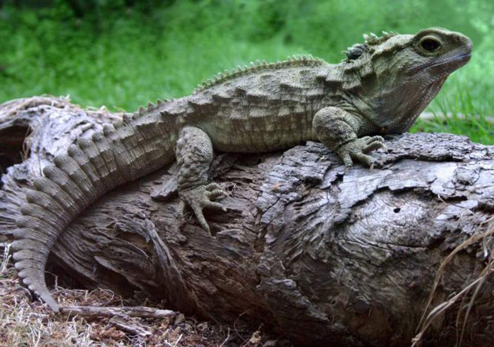 Reptile Egg Logo - Tuatura: Lizard-like reptile takes 38 years to lay an egg in Chester ...