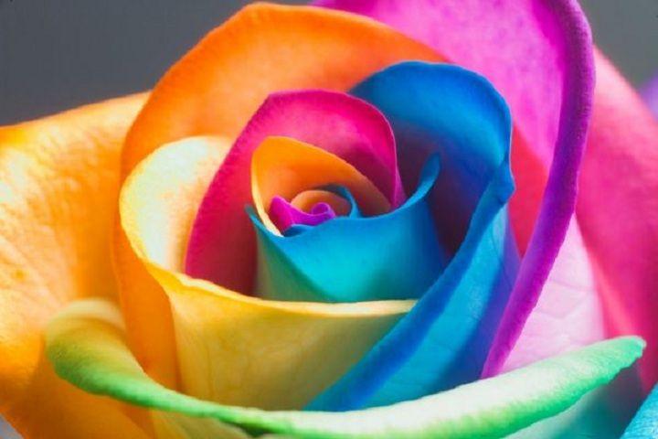 Multi Colored Flower Logo - The Meaning Behind Flower Colors | BloomNation Blog