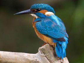 Orange and Blue Bird Logo - The bird we love best. UK. News. Express.co.uk