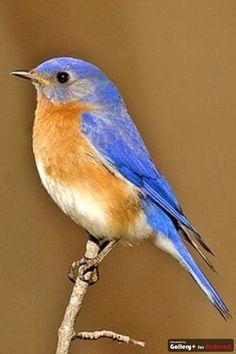 Orange and Blue Bird Logo - Best Blue Birds image. Little birds, Beautiful birds, Small birds