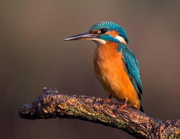 Orange and Blue Bird Logo - Why does the kingfisher have blue feathers? | University of Cambridge