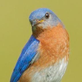 Orange and Blue Bird Logo - Voices and Vocabularies - Eastern Bluebirds | BirdNote