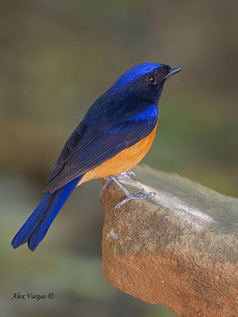 Orange and Blue Bird Logo - Mystery Bird: Rufous Bellied Niltava, Niltava Sundara