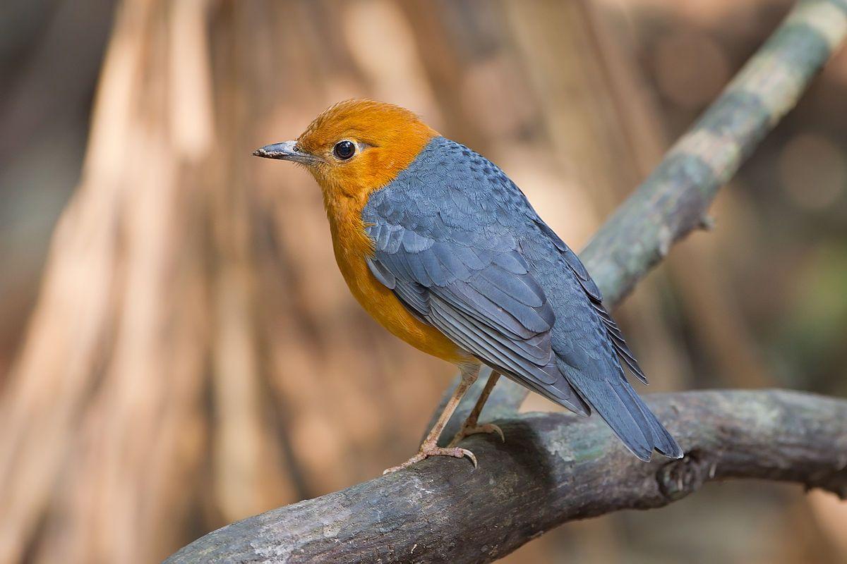 Orange and Blue Bird Logo - Orange Headed Thrush