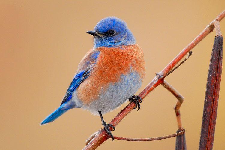Orange and Blue Bird Logo - Western Bluebird Photos - Smithsonian Migratory Bird Center