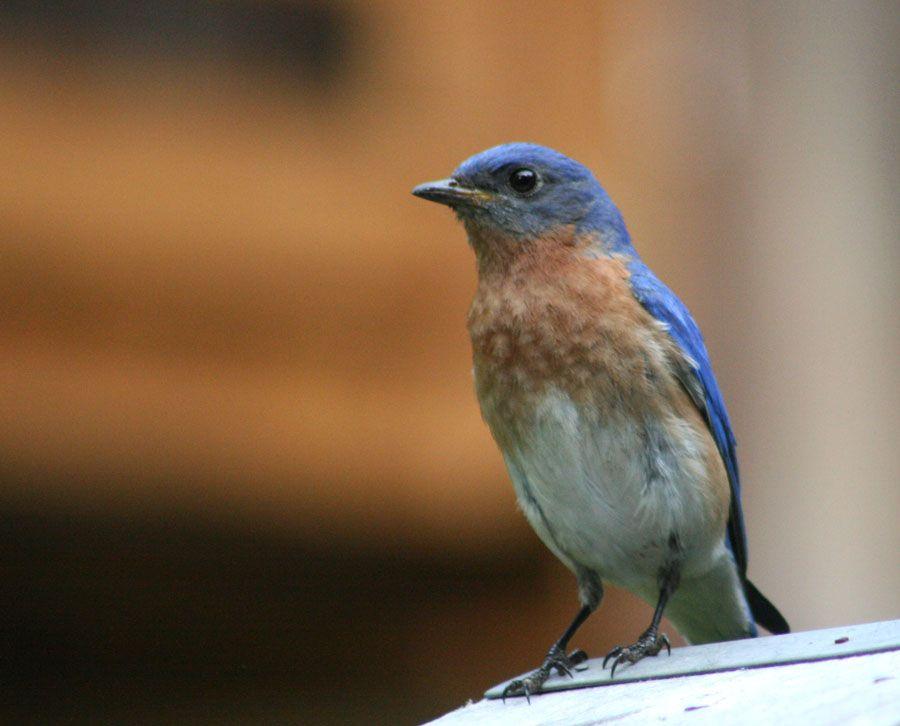 Orange and Blue Bird Logo - Discover Birds: Tennessee Birds