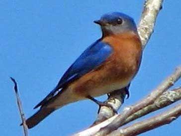 Orange and Blue Bird Logo - Birds of The World: Family Turdidae