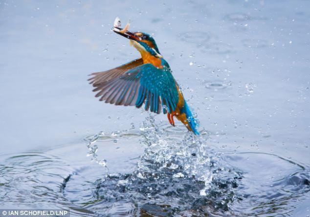 Orange and Blue Bird Logo - Watch for the birdie: Beautiful kingfisher swoops down to nab its ...