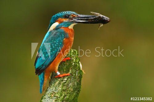 Orange and Blue Bird Logo - Bird with fish. Bird Common Kingfisher with fish in bill. Beautiful ...
