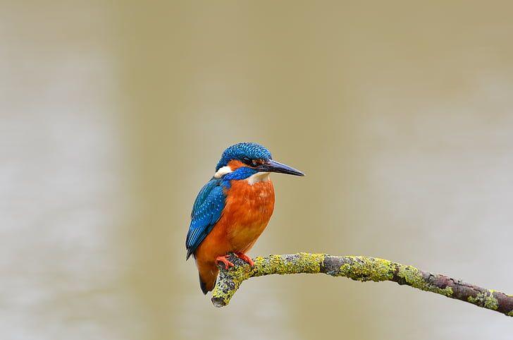 Orange and Blue Bird Logo - Royalty Free Photo: Orange And Blue Bird On Green Tree Trunk
