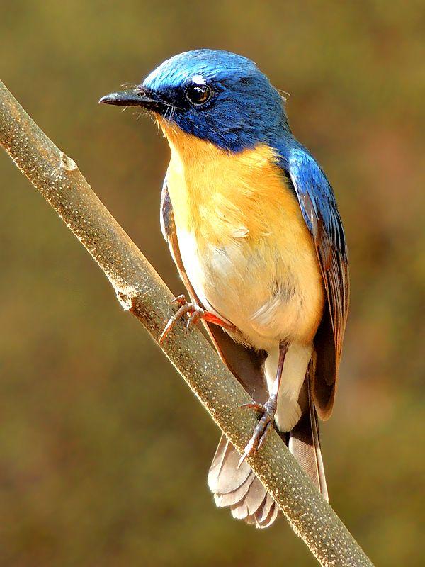 Orange and Blue Bird Logo - Tickell's blue flycatcher