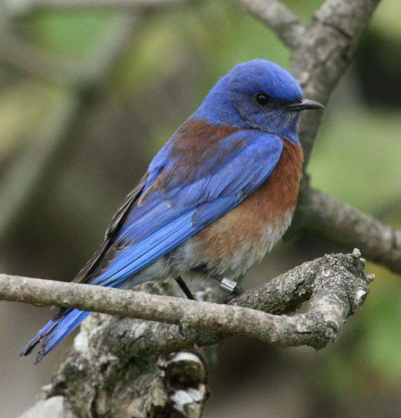 Orange and Blue Bird Logo - Western Bluebird - Huntington Central Park, Orange County ...