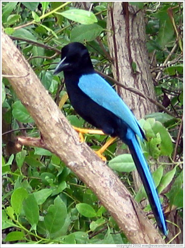 Orange and Blue Bird Logo - Black and blue bird with orange legs. (Photo ID 9301-cancun)