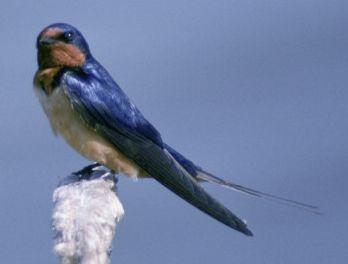 Orange and Blue Bird Logo - Wild Birds Unlimited: Blue and orange bird making mud nest