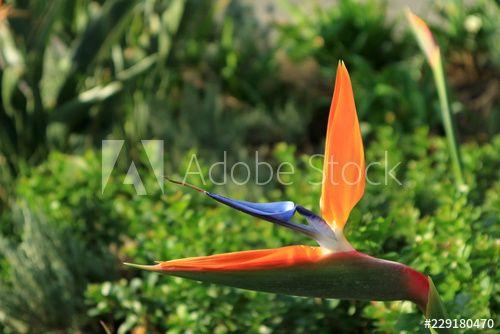 Orange and Blue Bird Logo - Closed Up Vivid Orange and Blue Bird of Paradise Flower with Vibrant