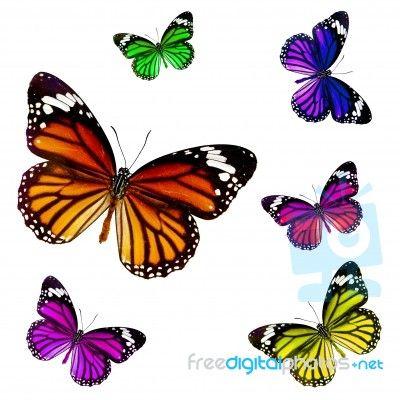 Multi Colored Butterfly Logo - Multicolored Butterfly Free Image ID 10098072