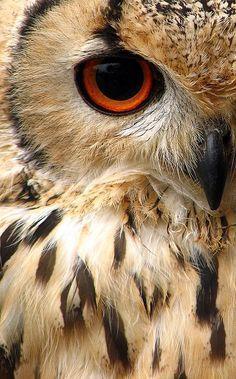 Half Owl Face Logo - half owl face close up crush. Owl, Birds