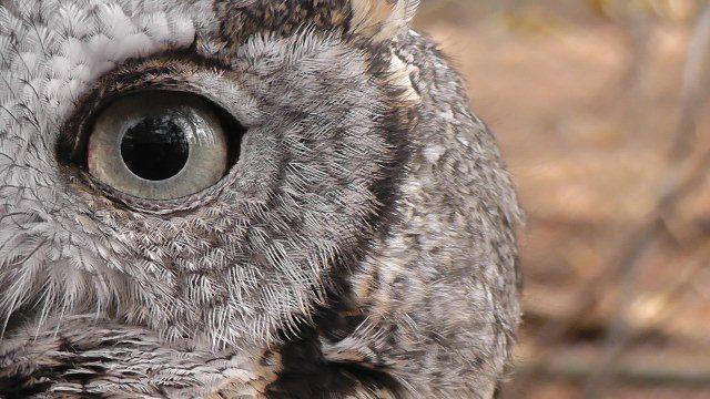 Half Owl Face Logo - Scarlett The Screech Owl Half Face. Animals At