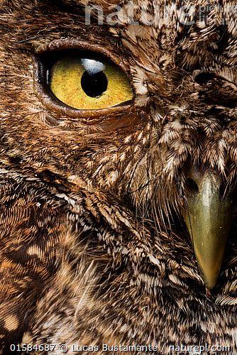 Half Owl Face Logo - Nature Picture Library - Peruvian screech-owl (Megascops roboratus ...