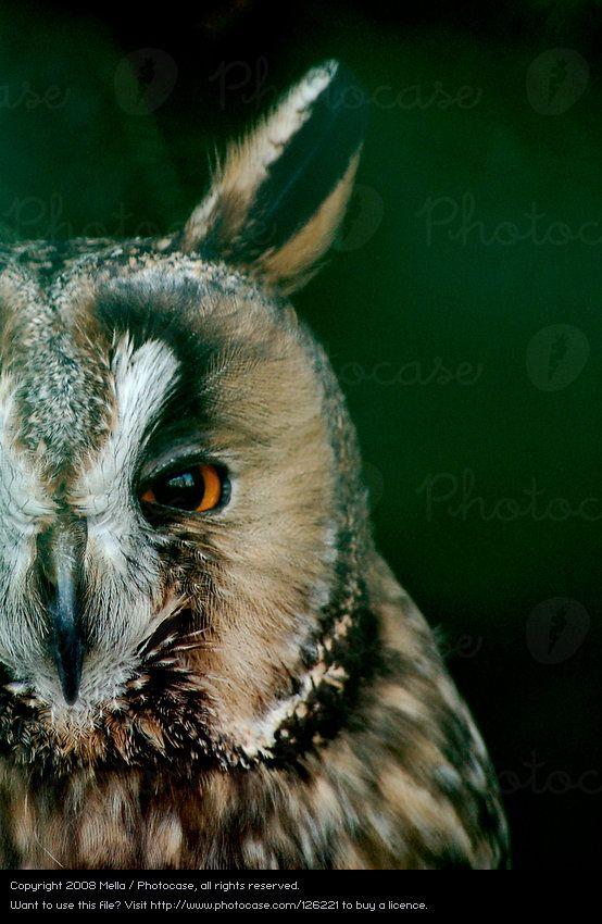 Half Owl Face Logo - Nature Animal Environment Royalty Free from Photocase