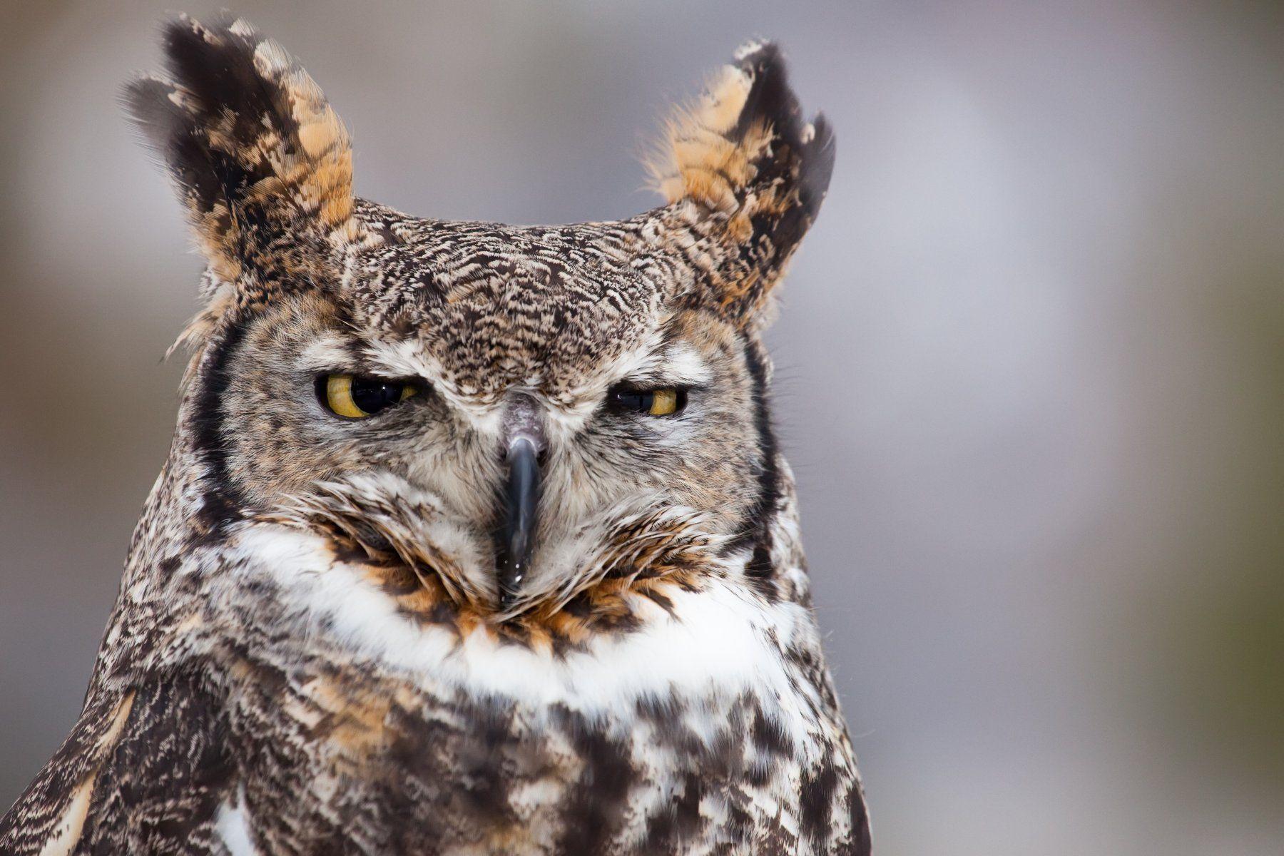 Half Owl Face Logo - New report: over half the world's raptors have declining populations ...