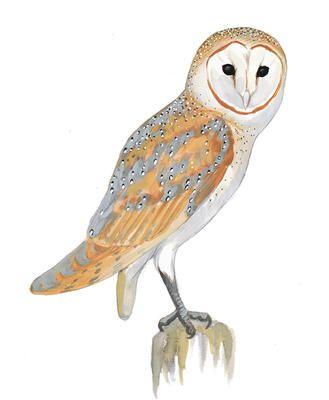 Half Owl Face Logo - Who's Who | Audubon