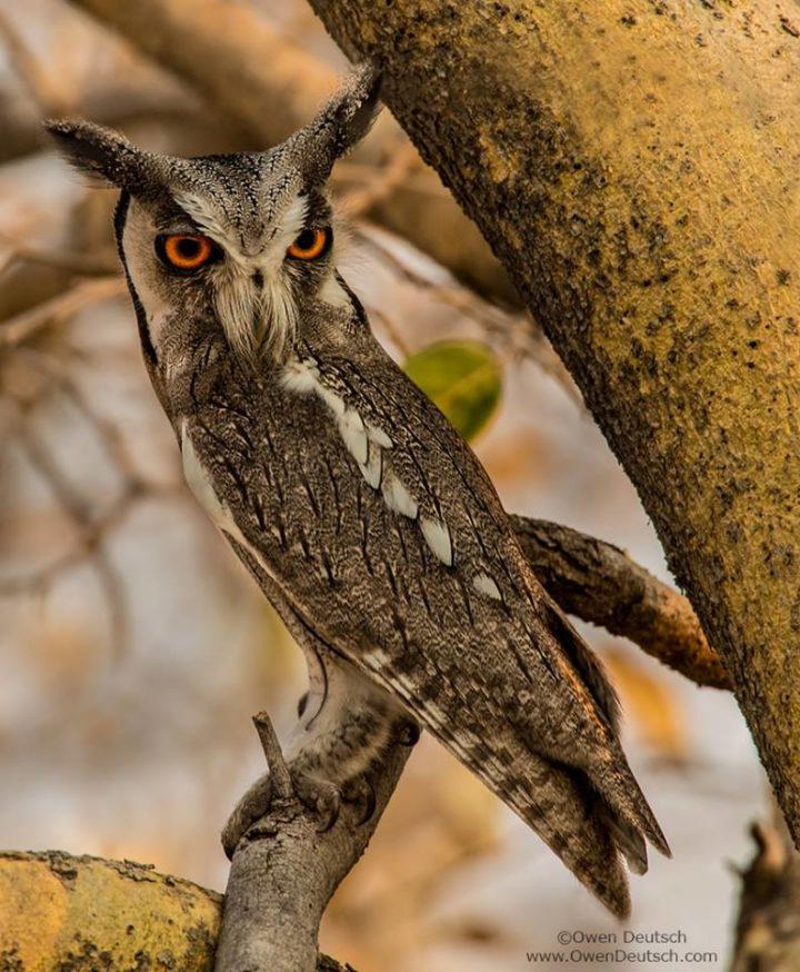 Half Owl Face Logo - Wild Bird Photographs of the Week: Owls