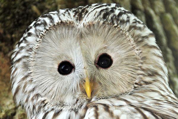 Half Owl Face Logo - Cotswold Falconry Centre
