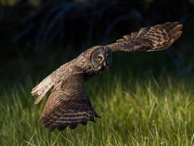 Half Owl Face Logo - Half Mystery, Half Magic: In Search Of Great Grey Owls . News | OPB