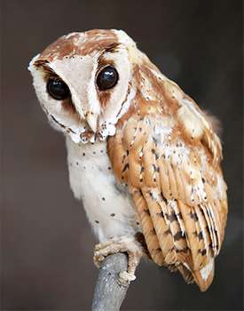 Half Owl Face Logo - Owl