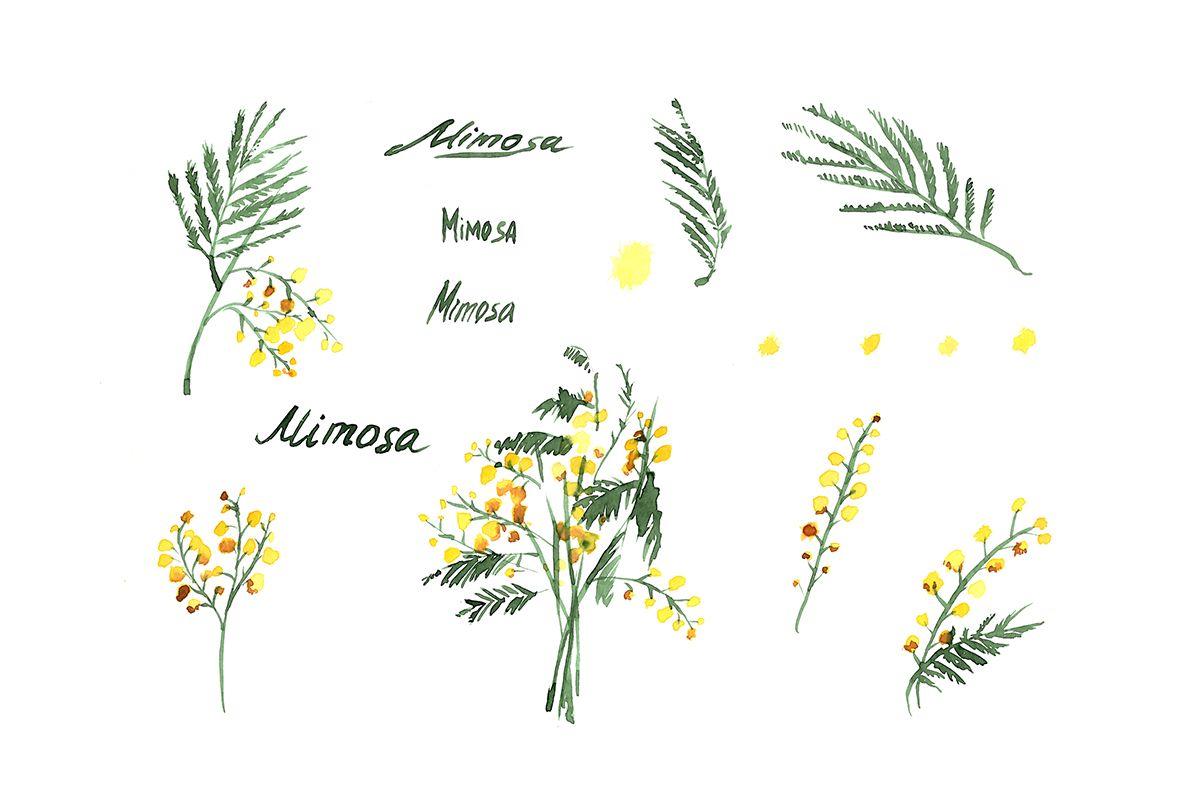 Watercolor Flower Logo - Mimosa Flowers Watercolor Clipart, Hand Drawn. Mimosa Yellow Wedding