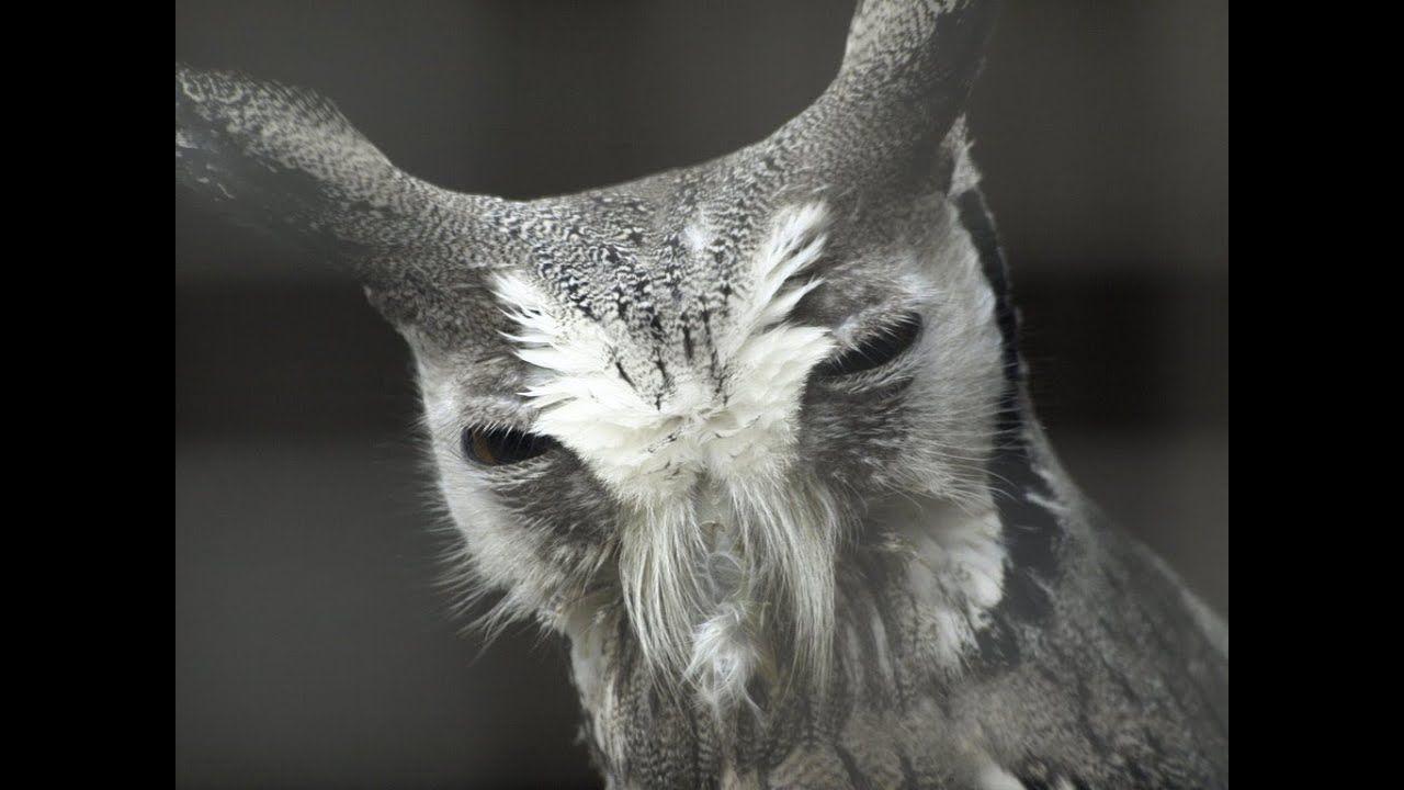 Evil Owl Logo - Transformer Evil Owl Compilation