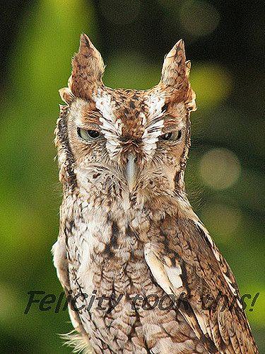 Evil Owl Logo - The evil owl | I will have to say that this is one of my fav… | Flickr