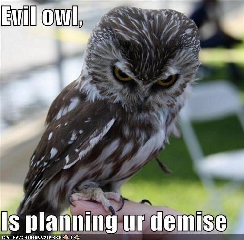 Evil Owl Logo - Evil owl, Is planning ur demise - I Can Has Cheezburger?