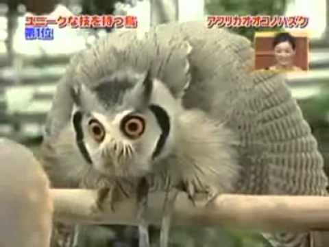 Evil Owl Logo - Evil Owl