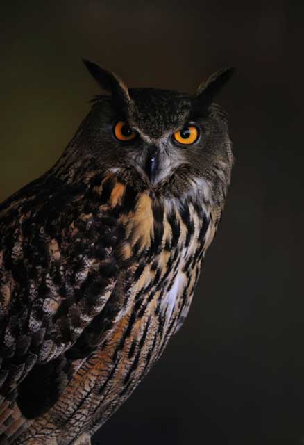 Evil Owl Logo - Halloween Animals | Earth Rangers Wild Wire Blog